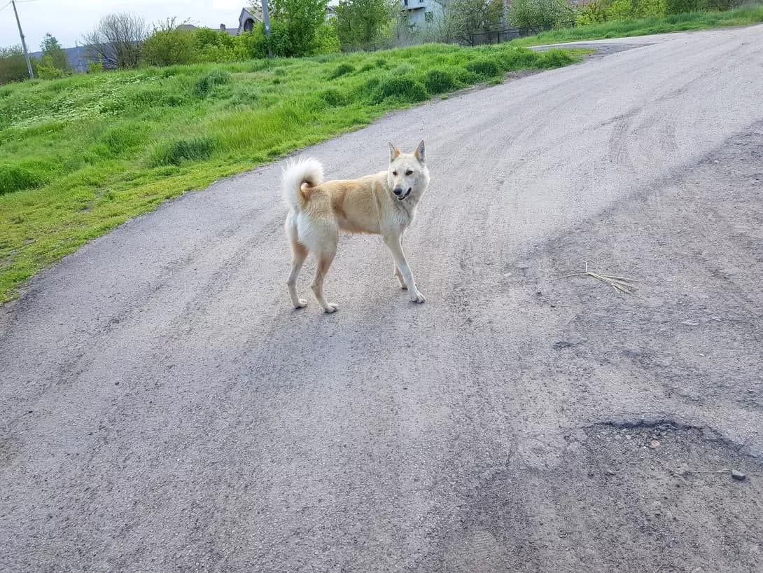 Bez imeni (Без имени), female 6yo Mixed Breed for adoption at Happy Paw Dnipro