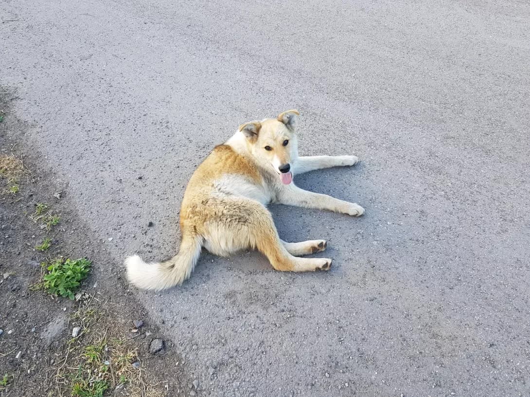 Bez imeni (Без имени), male 5yo Mixed Breed for adoption at Happy Paw Dnipro