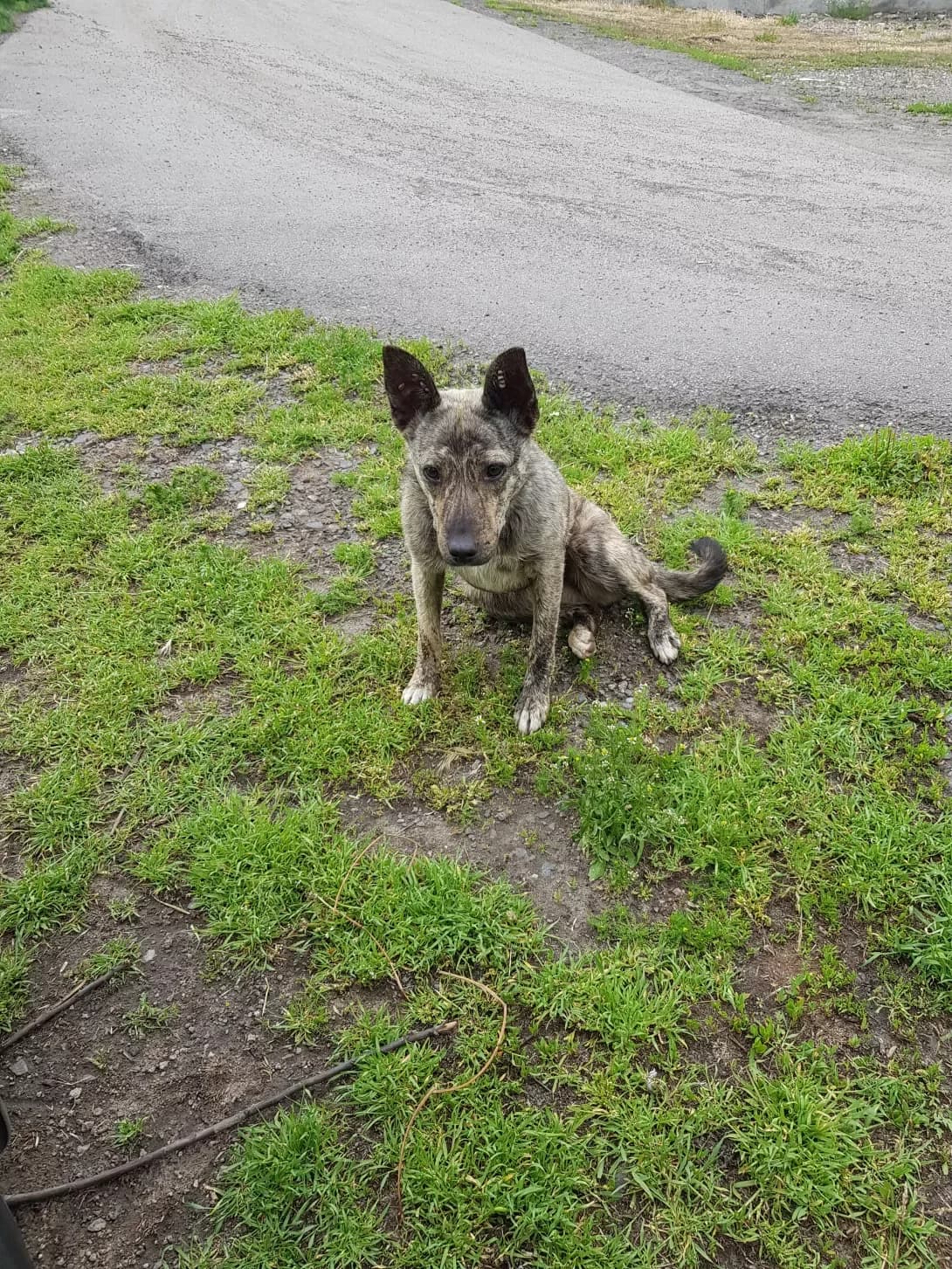 Tigrulya (Тигруля), Mixed Breed (Happy Paw Dnipro)