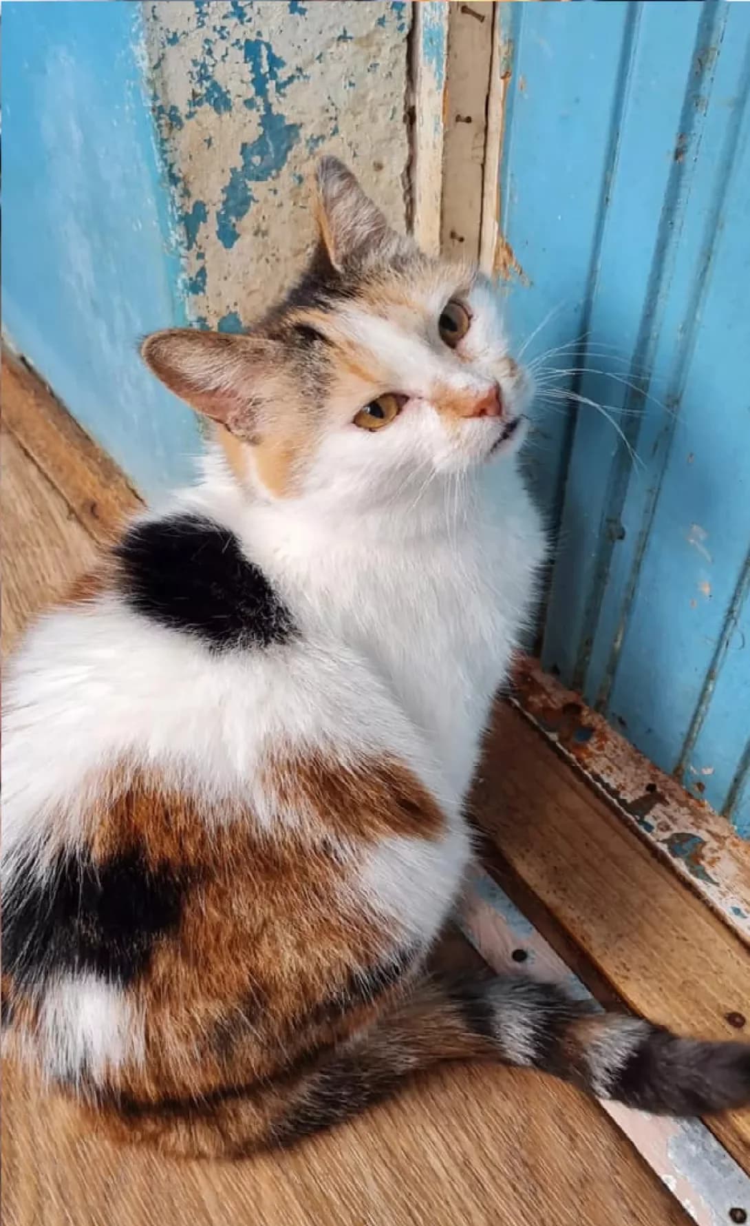 Marfusha (Марфуша), female senior Mixed Breed for adoption at Happy Paw Zaporizhzhia