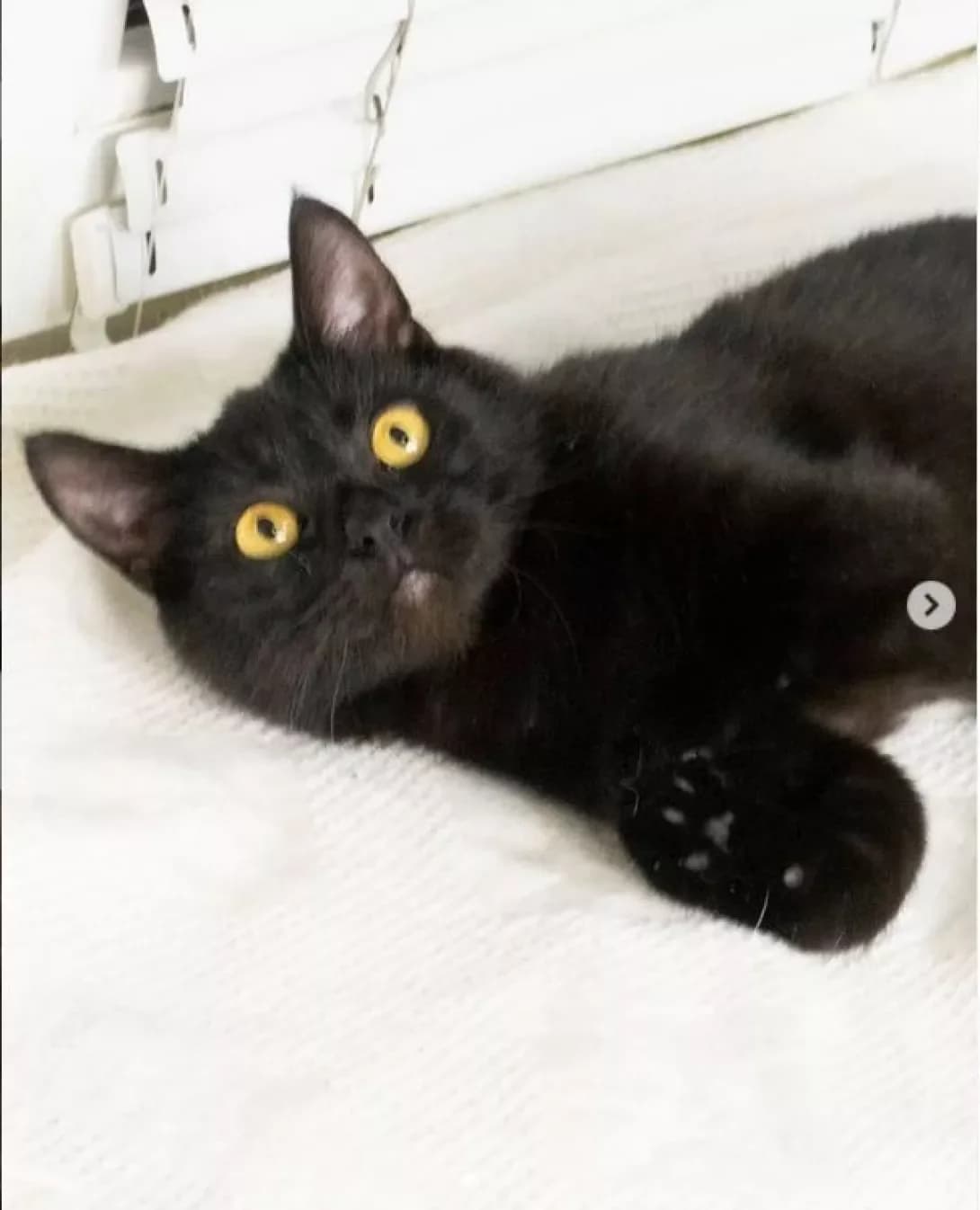 Chernika (Черника), black female Mixed Breed for adoption at Happy Paw Dnipro