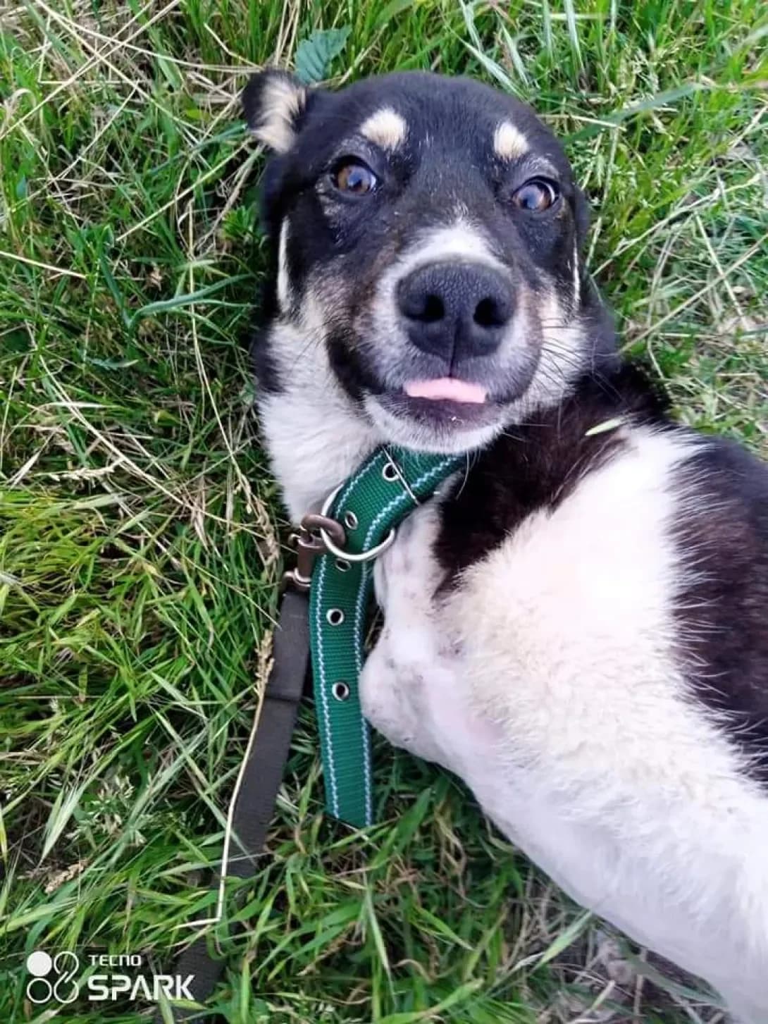 Tarzan (Тарзан), male 7yo Mixed Breed for adoption at Happy Paw Zaporizhzhia