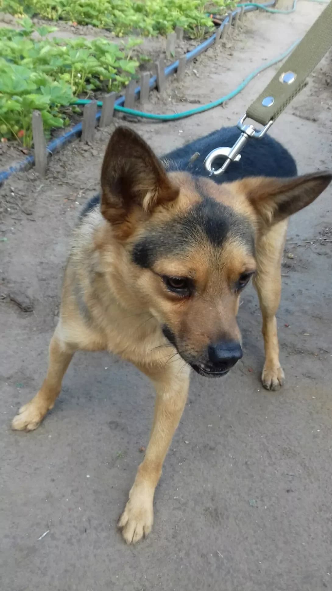 Fred(Fyedya) (Фред(Фєдя)), male 7yo Mixed Breed for adoption at Happy Paw Zaporizhzhia
