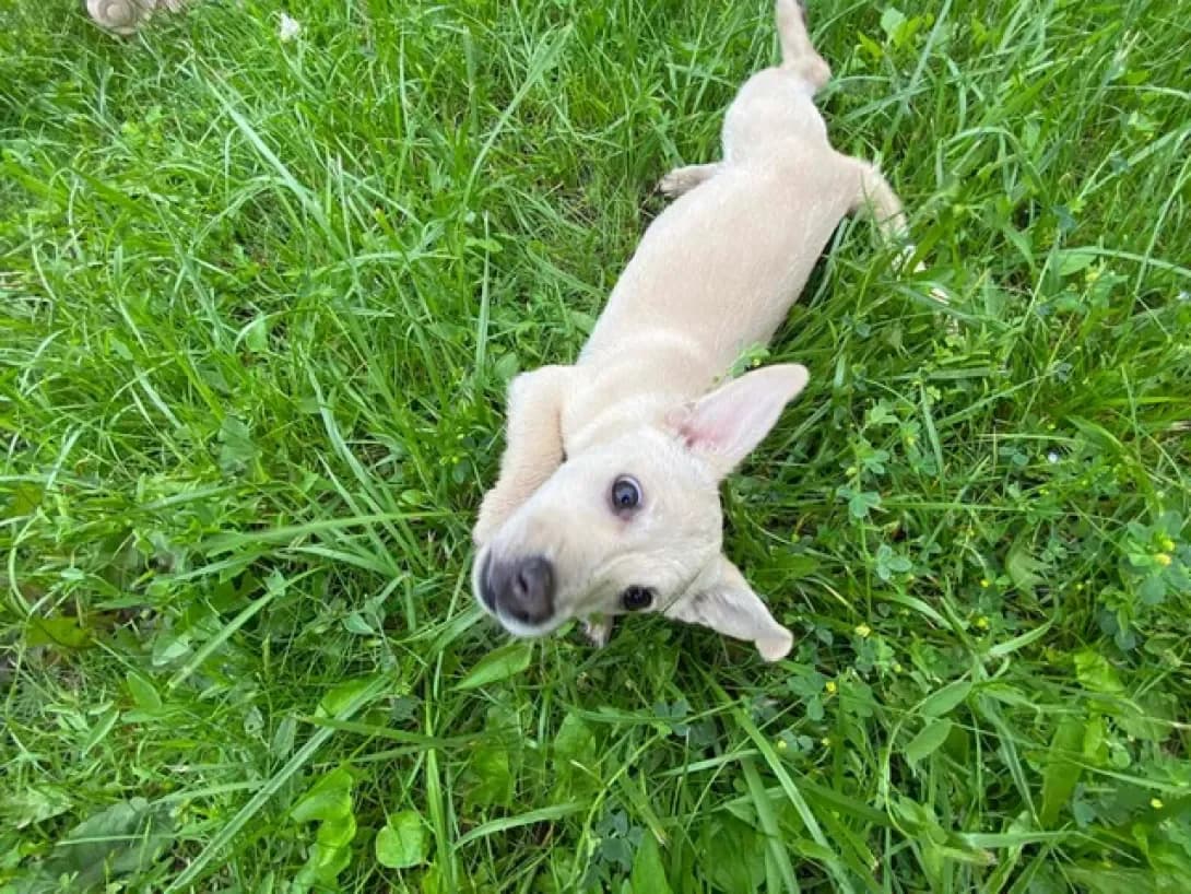 nema shte (нема ще), male 4yo Mixed Breed for adoption at Happy Paw Odesa