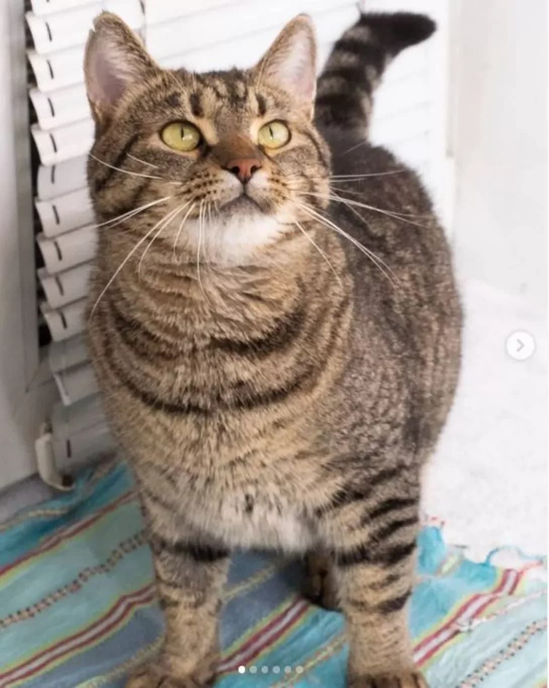 Marsik (Марсик), Tabby (striped) male Mixed Breed for adoption at Happy Paw Dnipro