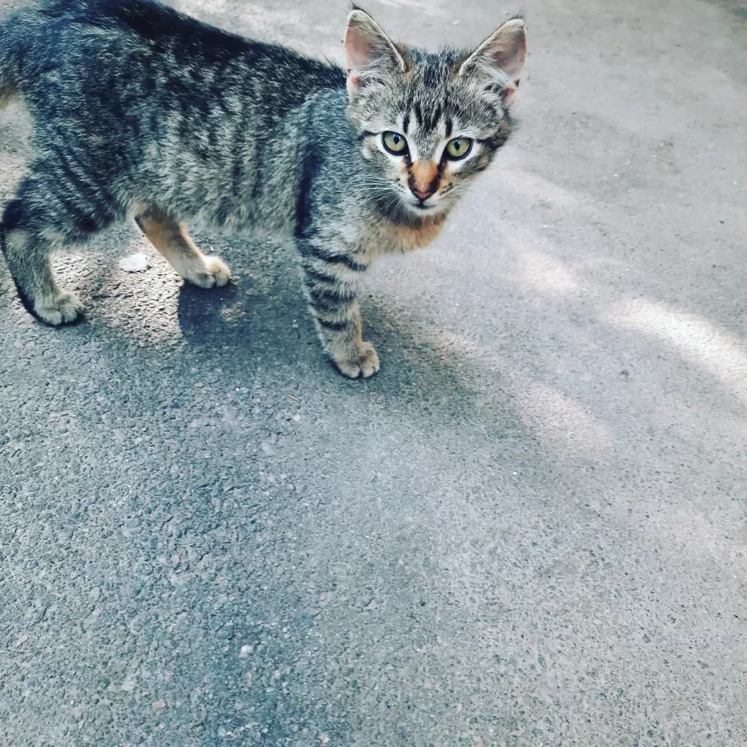 Grey (Грей), male 5yo Mixed Breed for adoption at Happy Paw Odesa