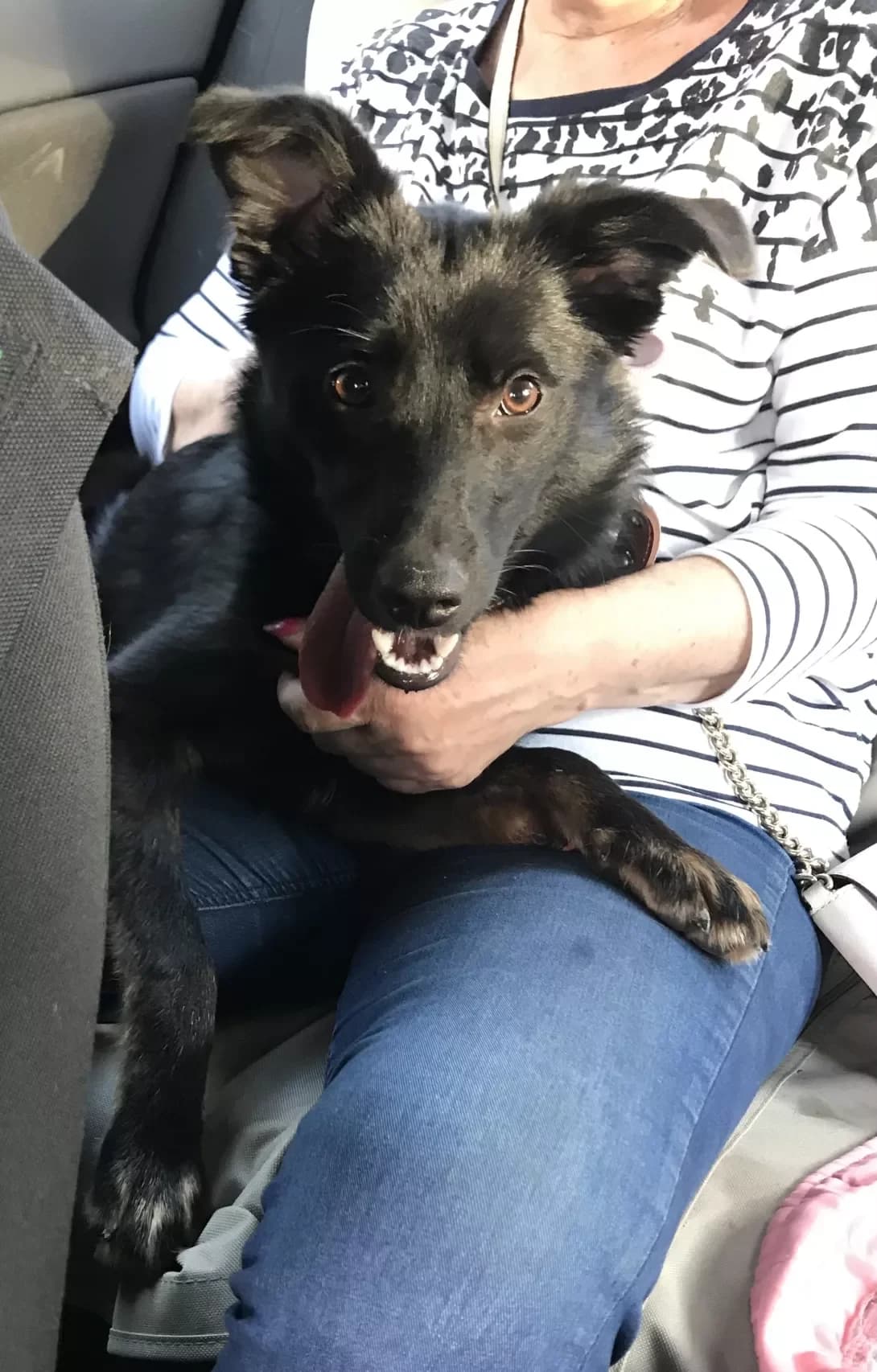 Mega (Мега), Mixed Breed (Happy Paw Dnipro)