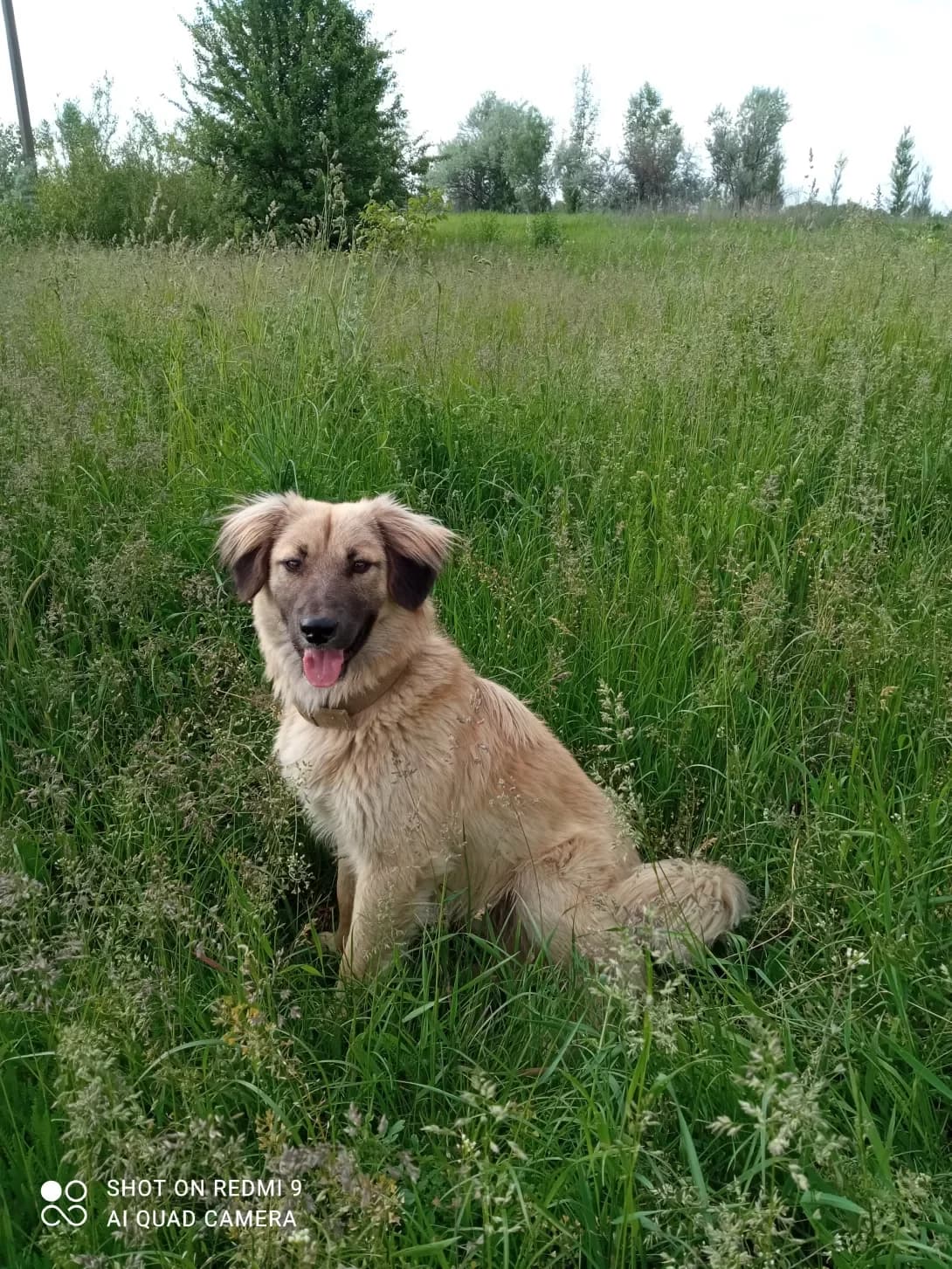 Khvostik (Хвостик), male 5yo Mixed Breed for adoption at Happy Paw Kyiv Oblast