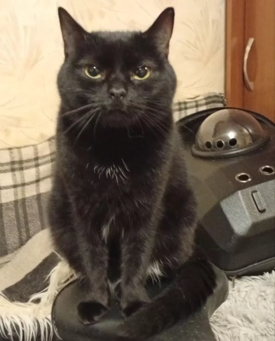 Chornushka (Чорнушка), female 3yo Mixed Breed for adoption at Happy Paw Cherkasy Oblast