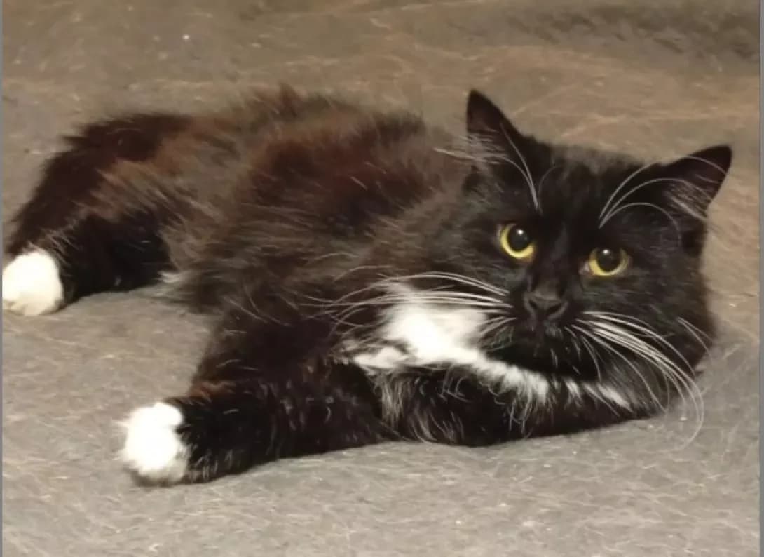 Shipshina (Шипшина), female 3yo Mixed Breed for adoption at Happy Paw Cherkasy Oblast