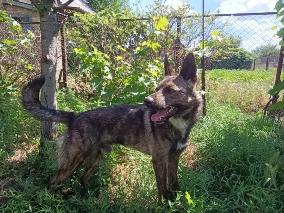 Barbos (Барбос), male young Mixed Breed for adoption at Happy Paw Cherkasy Oblast