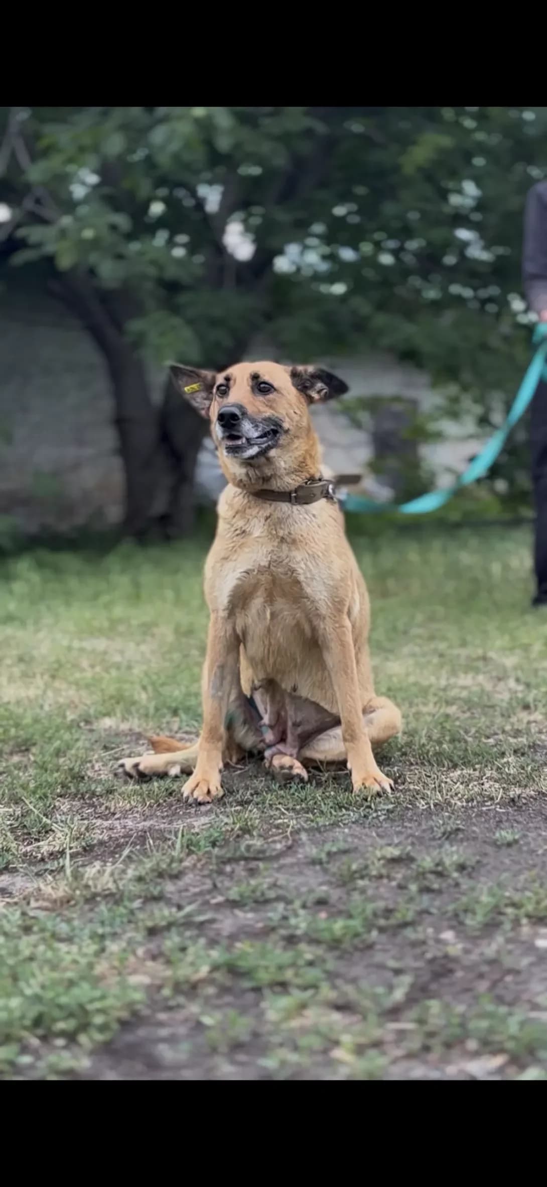 Meri (Мері), female 6yo Mixed Breed for adoption at Happy Paw Cherkasy Oblast