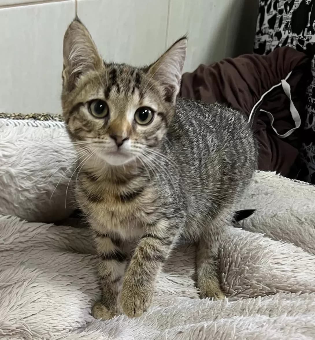 Lyusya (Люся), female puppy Mixed Breed for adoption at Happy Paw Cherkasy Oblast