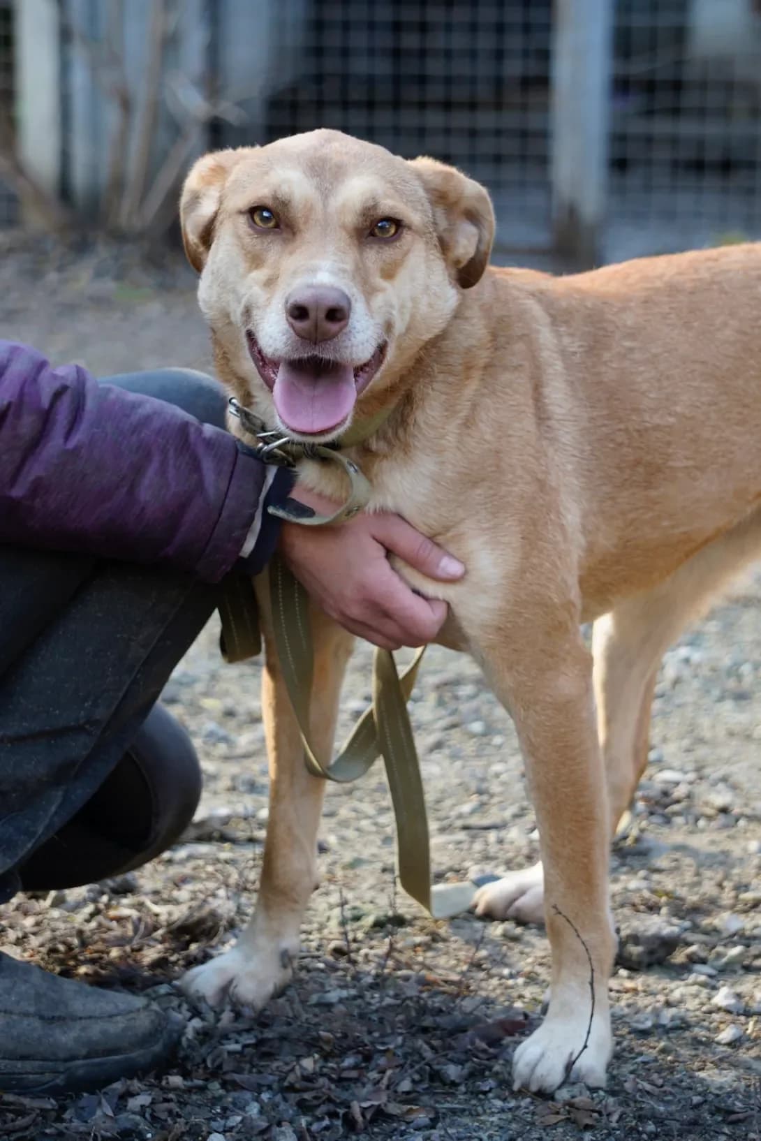 Dana (Дана), female young Mixed Breed for adoption at Happy Paw Dnipro
