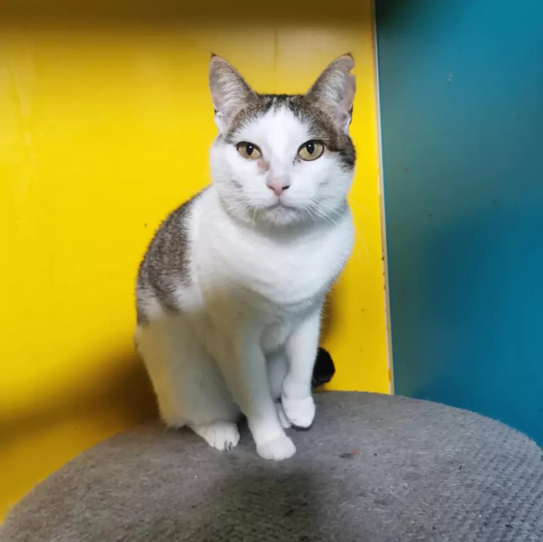 Mushlya (Мушля), female Mixed Breed for adoption at Happy Paw Dnipro