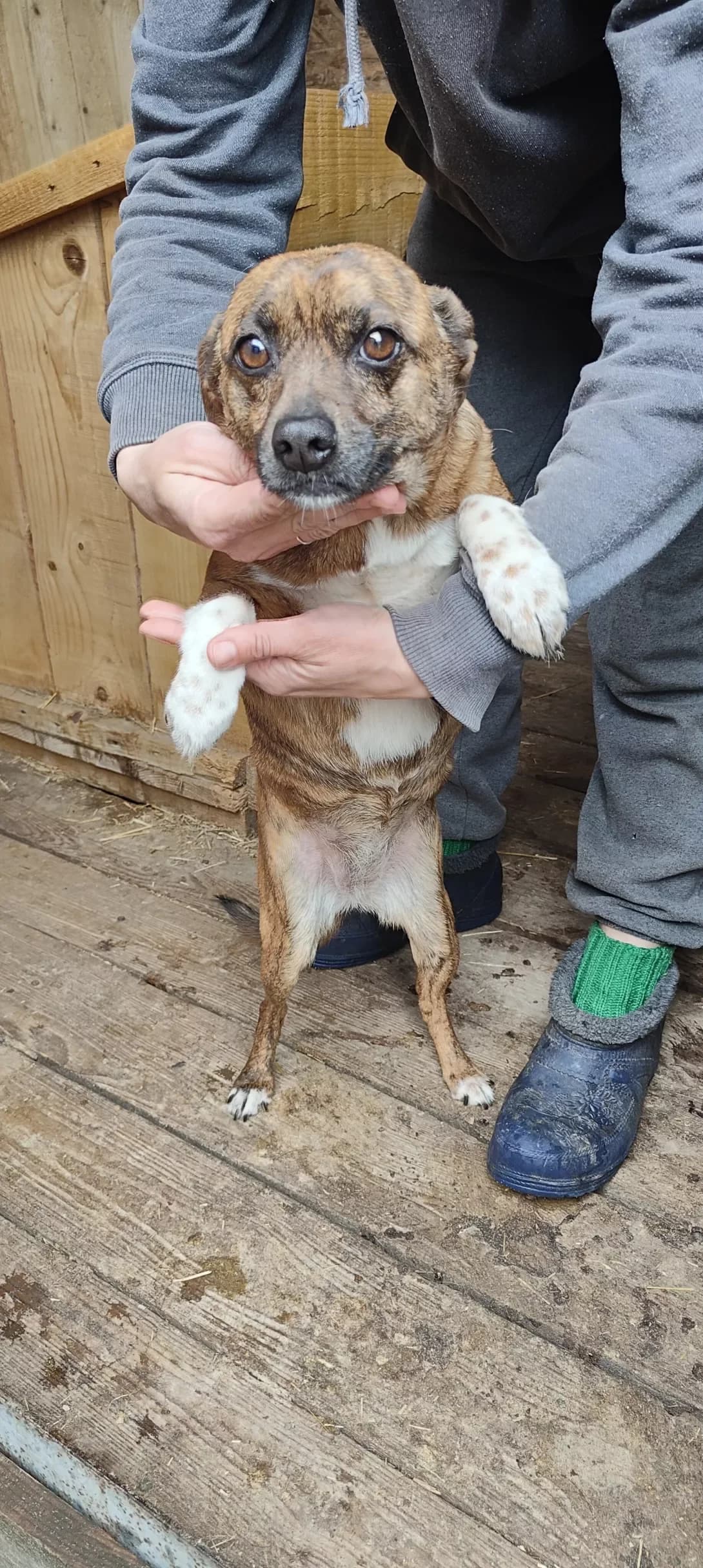 Chapa i Dzhudi (Чапа і Джуді), female Mixed Breed for adoption at Happy Paw Dnipro
