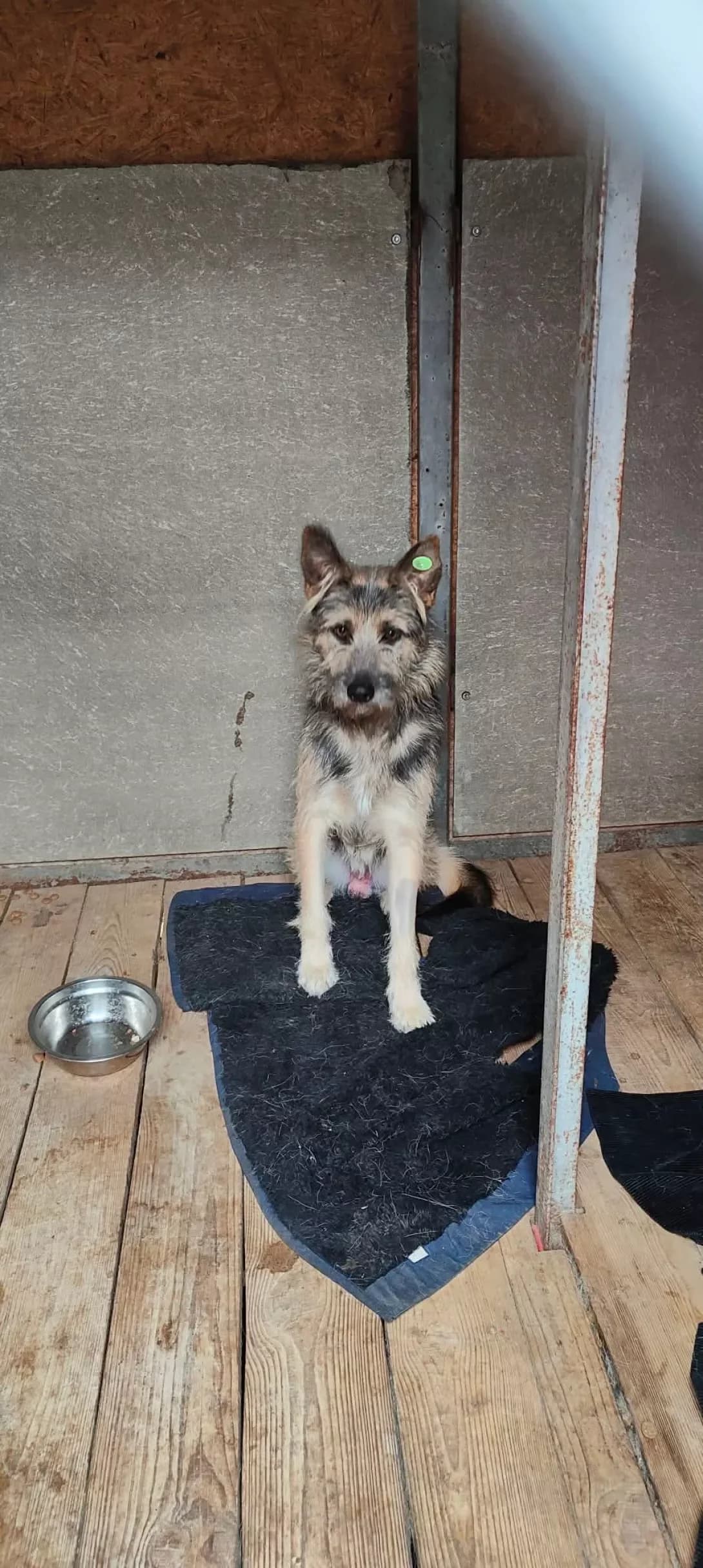 Sem (Сем), male Mixed Breed for adoption at Happy Paw Dnipro