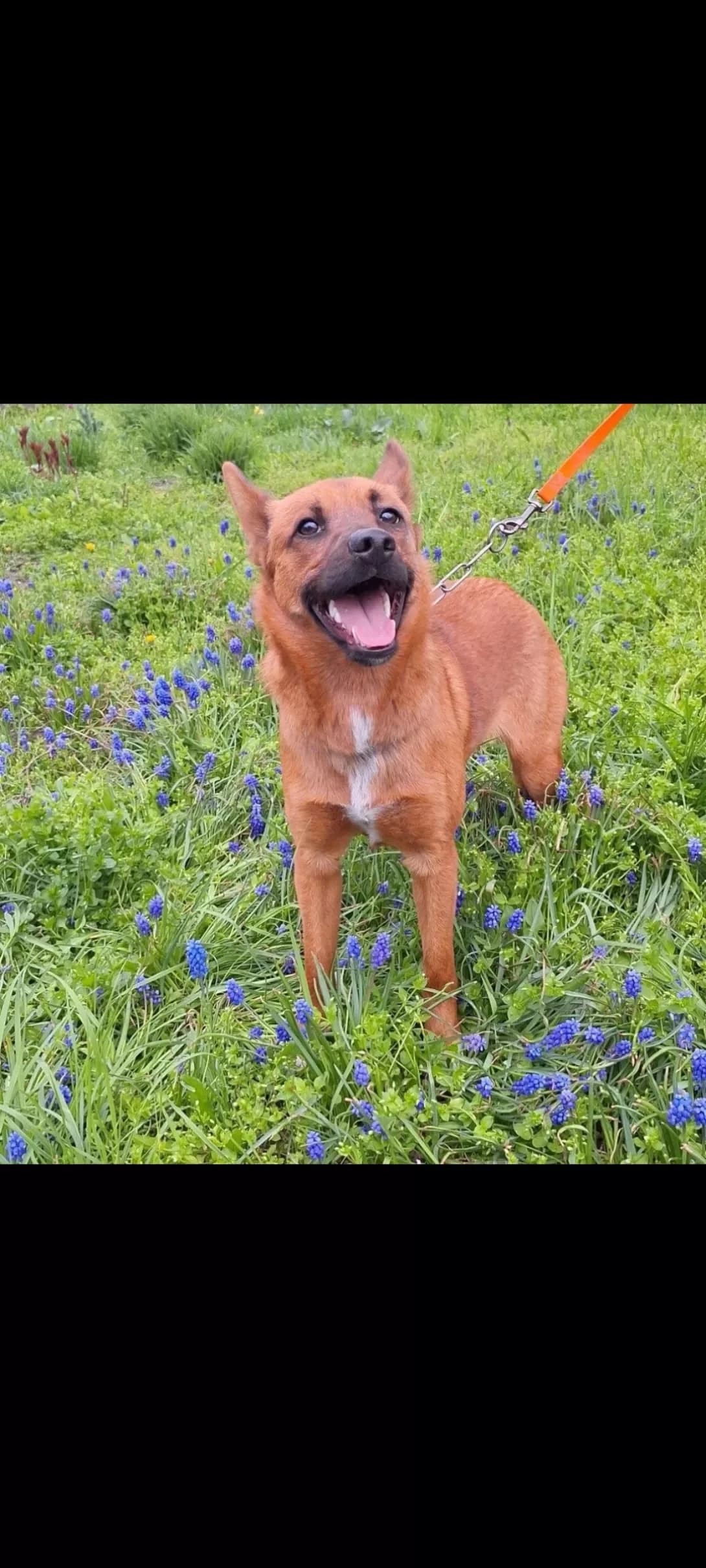 Tim (Тім), Mixed Breed (Happy Paw Dnipro)