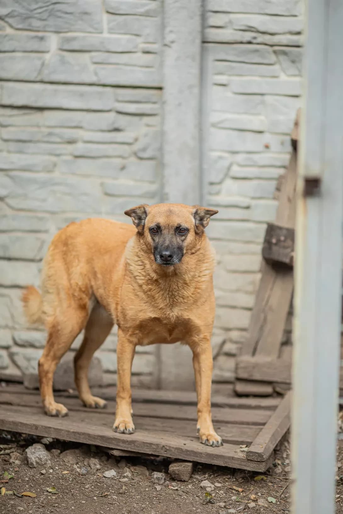 Elza (Ельза), Mixed Breed (Happy Paw Dnipro)