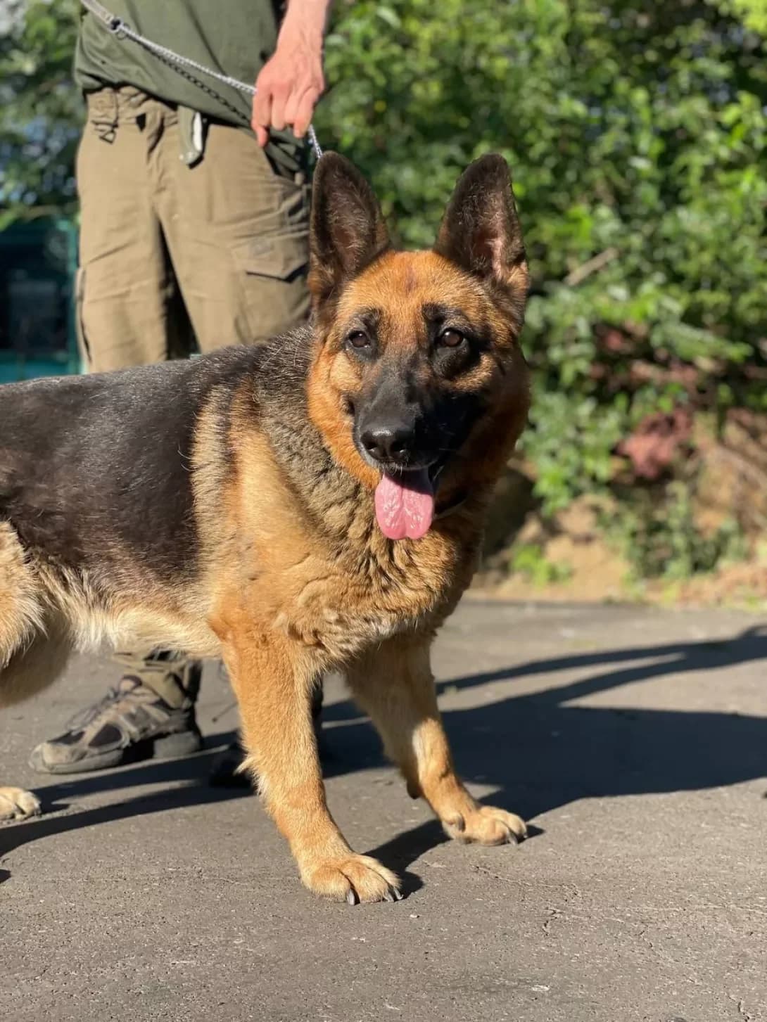 Alfa (Альфа), female 7yo Mixed Breed for adoption at Happy Paw Dnipro