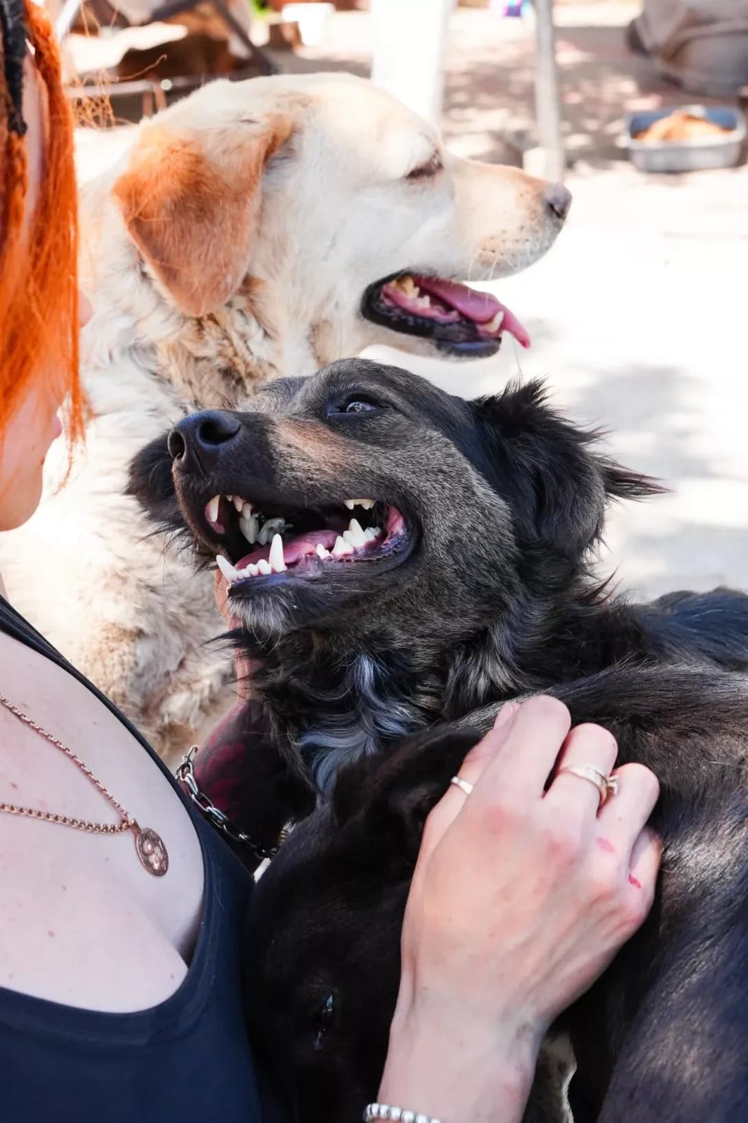 Kama (Кама), male young Mixed Breed for adoption at Happy Paw Dnipro