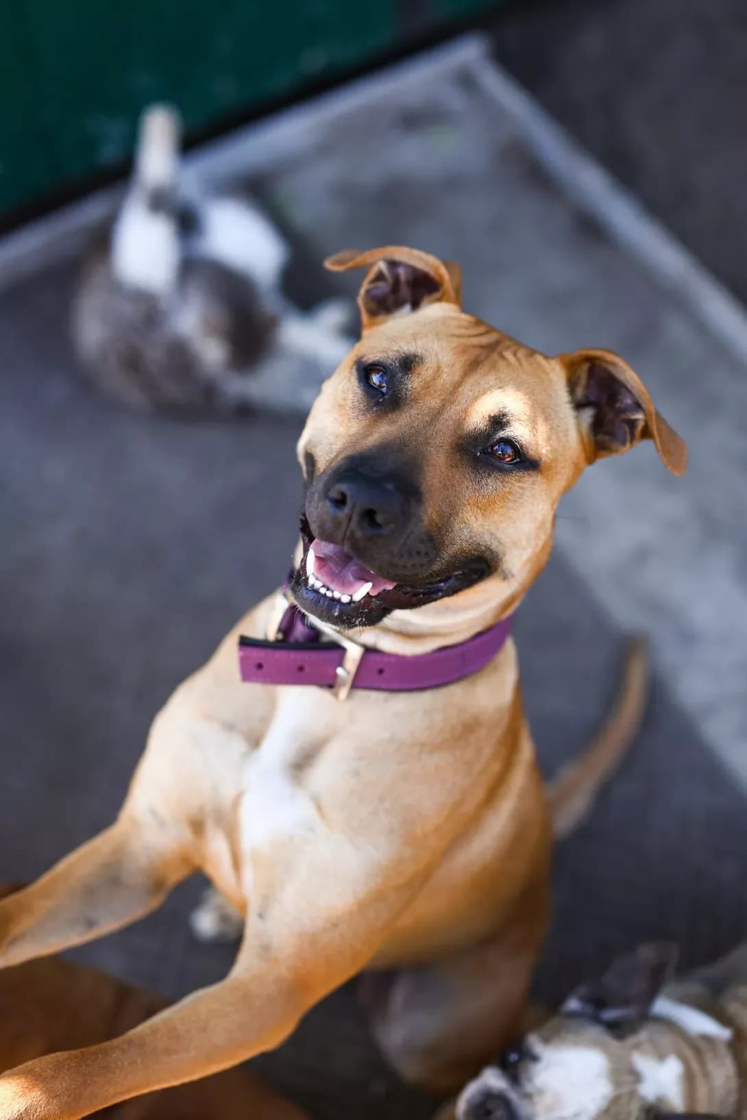 Nora (Нора), female young Mixed Breed for adoption at Happy Paw Dnipro