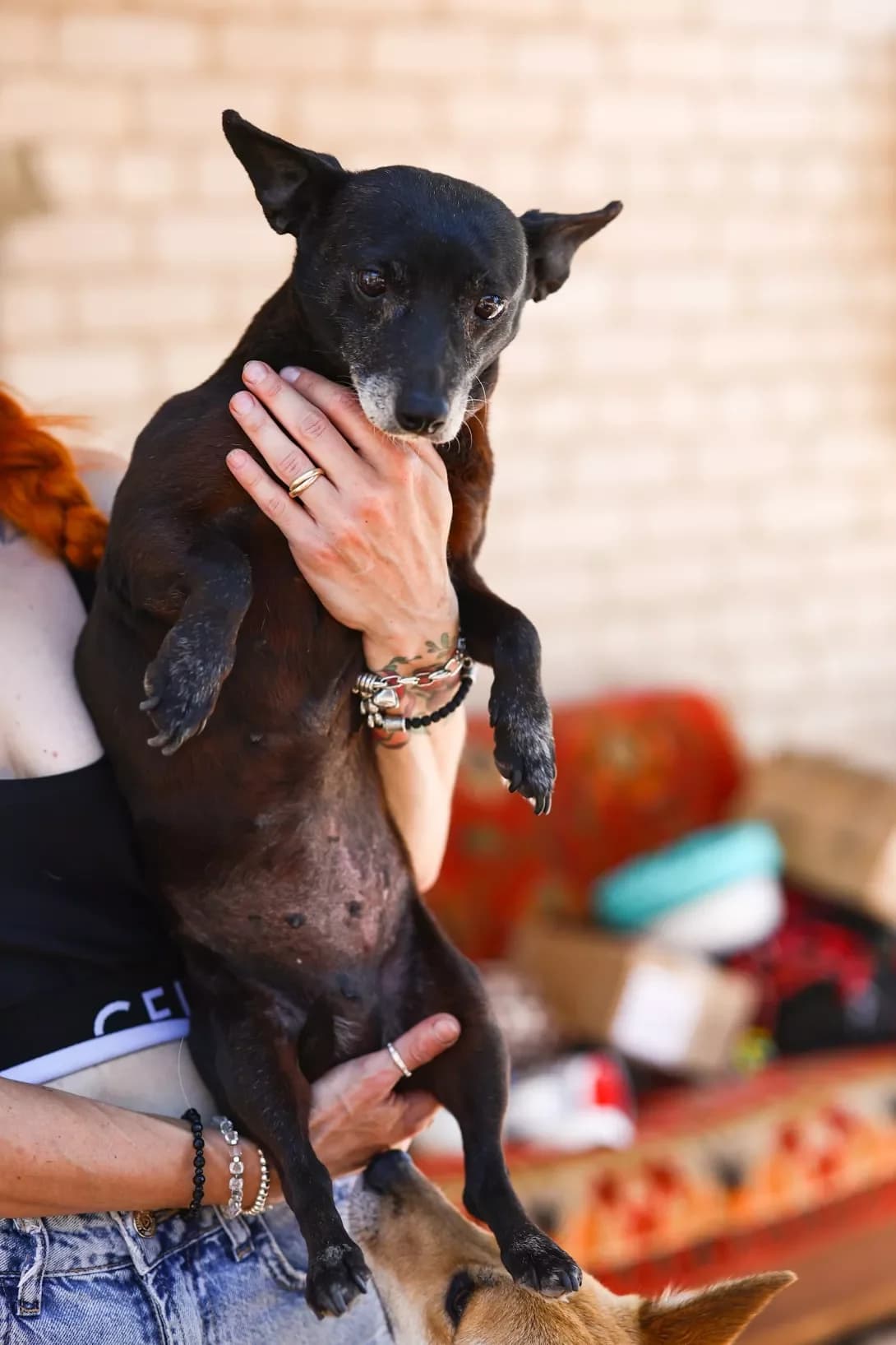 Zhanka-Kazhanka (Жанка-Кажанка), female senior Mixed Breed for adoption at Happy Paw Dnipro