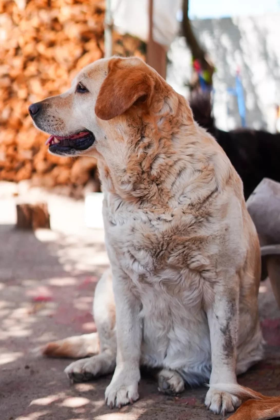 Nika (Ніка), female senior Mixed Breed for adoption at Happy Paw Dnipro