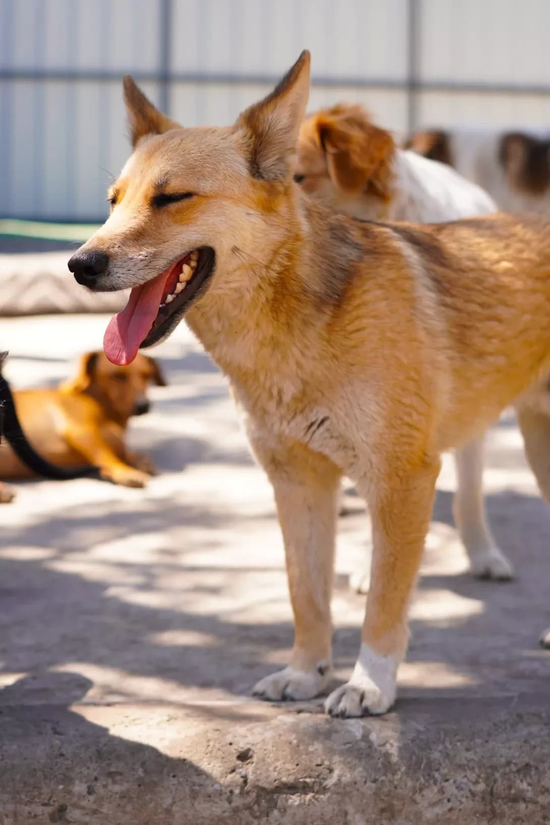 Patrik (Патрік), male puppy Mixed Breed for adoption at Happy Paw Dnipro