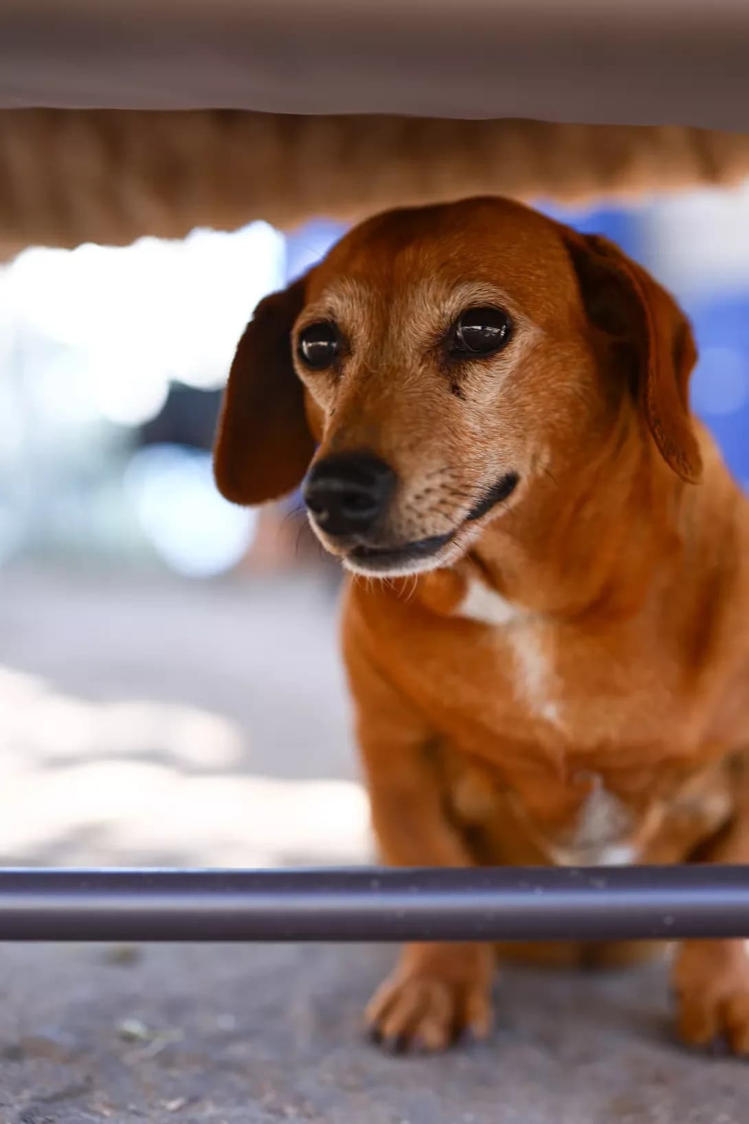 Manya (Маня), female senior Mixed Breed for adoption at Happy Paw Dnipro