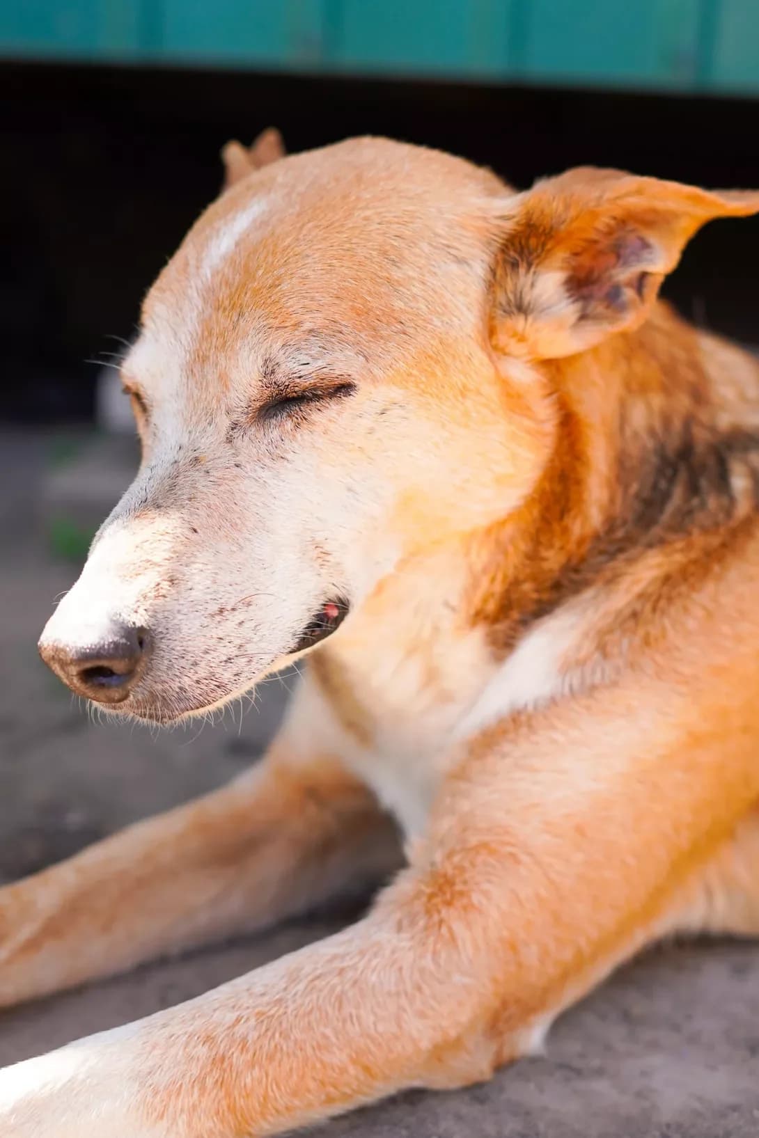 Anka (Анка), male senior Mixed Breed for adoption at Happy Paw Dnipro