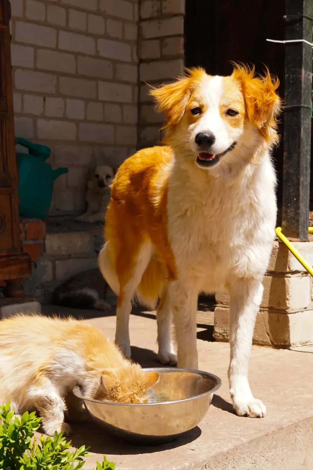 Kashtanka (Каштанка), female puppy Mixed Breed for adoption at Happy Paw Dnipro