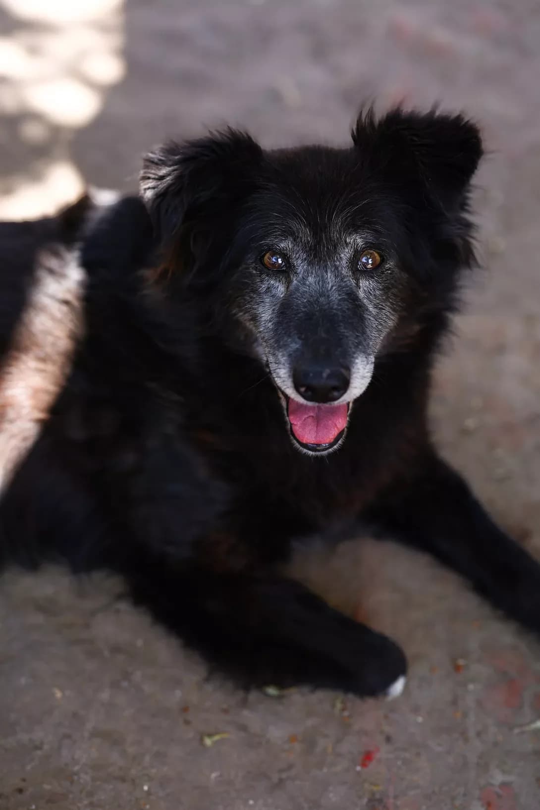 Akhilles (Ахіллес), male 7yo Mixed Breed for adoption at Happy Paw Dnipro