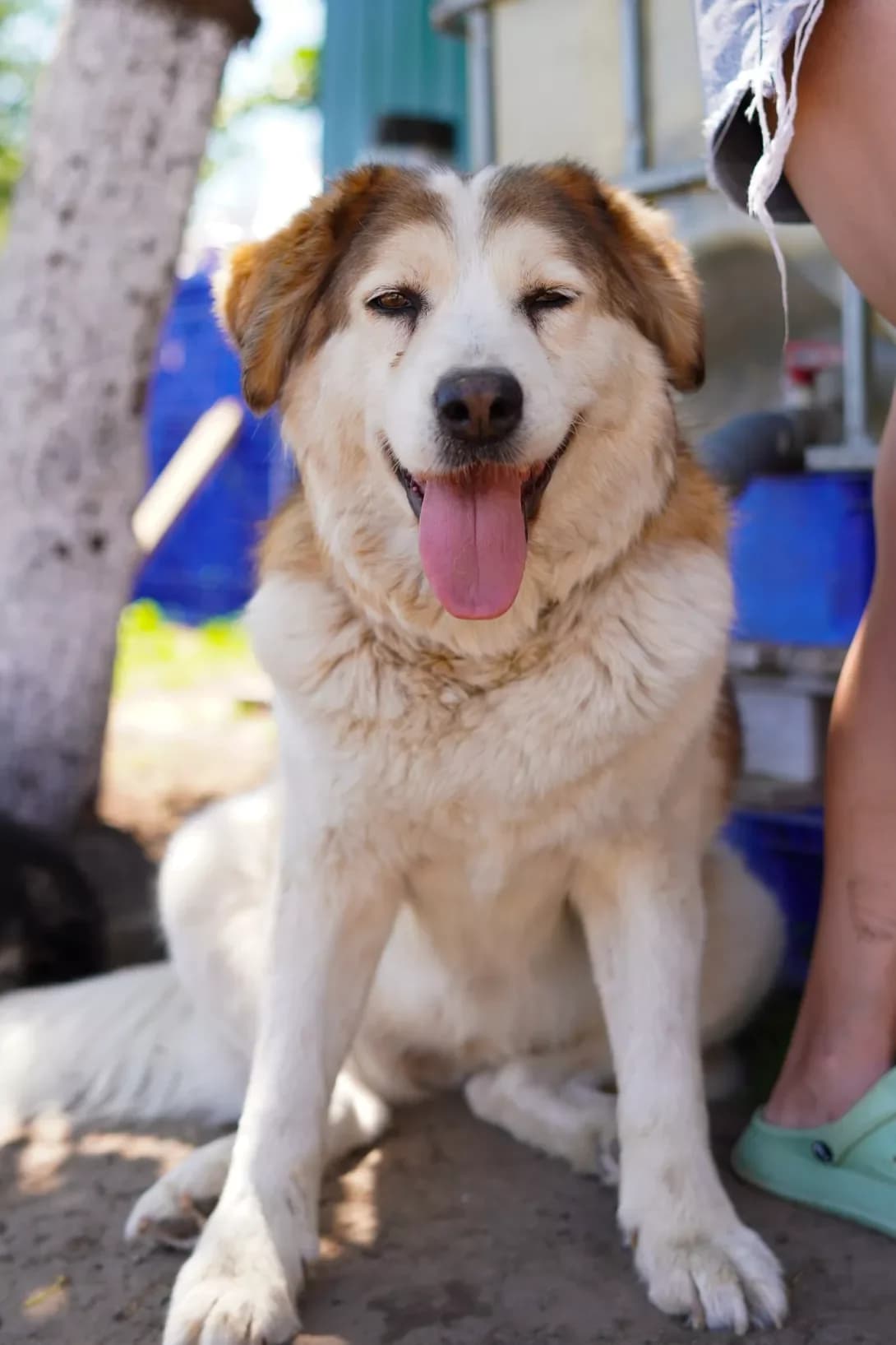 Bagira (Багіра), female senior Mixed Breed for adoption at Happy Paw Dnipro