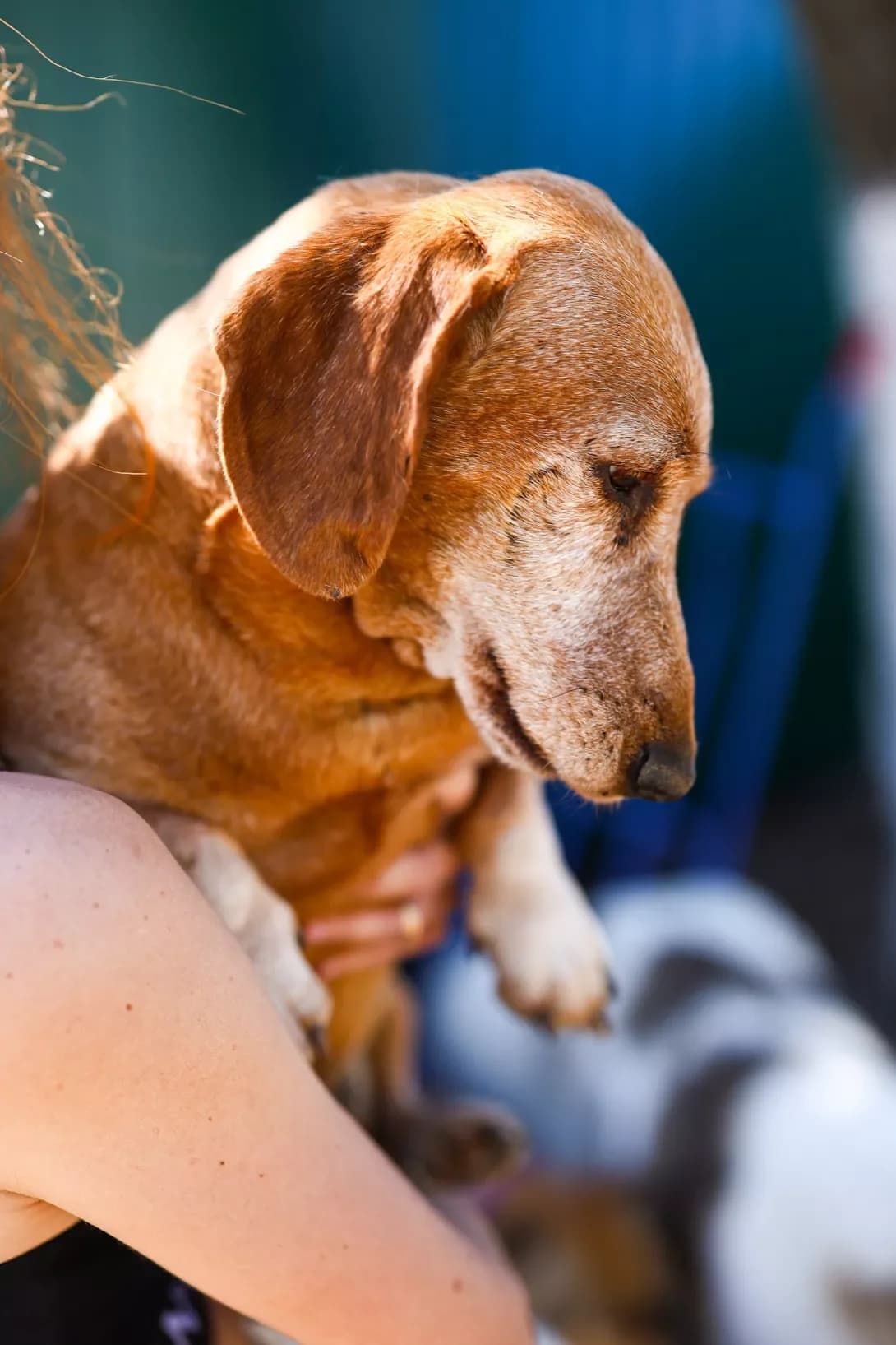 Maks (Макс), male senior Mixed Breed for adoption at Happy Paw Dnipro