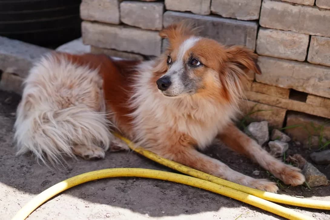 Mukha (Муха), female 3yo Mixed Breed for adoption at Happy Paw Dnipro