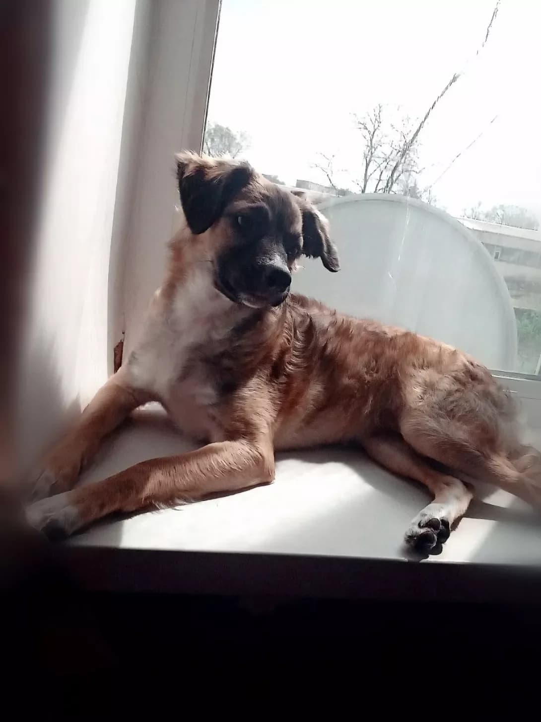 Lisa (Ліса), female puppy Mixed Breed for adoption at Happy Paw Dnipro