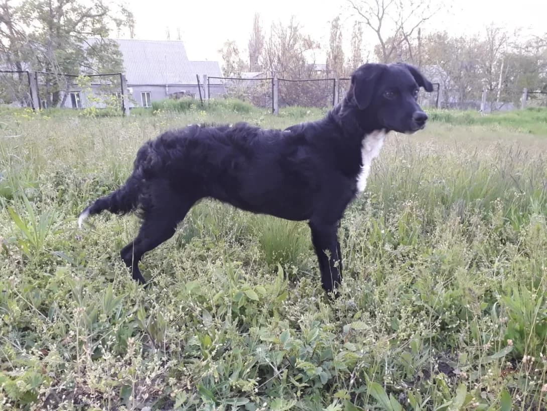 Deyzi (Дейзі), female puppy Mixed Breed for adoption at Happy Paw Dnipro