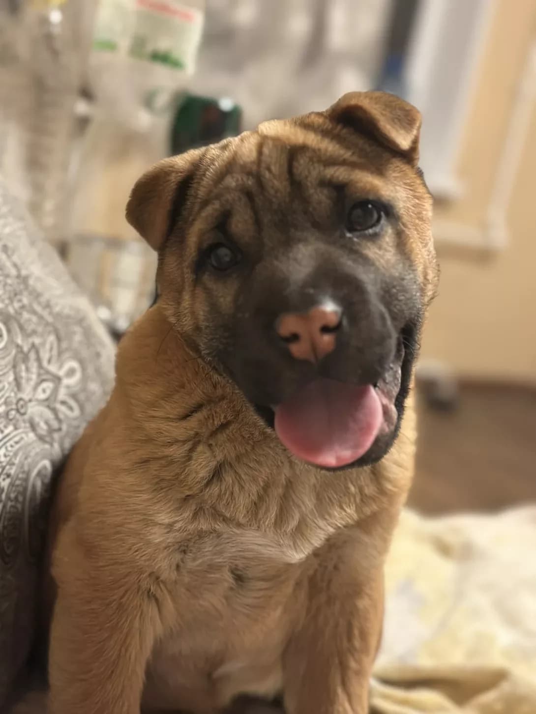 Lyeya (Лєя), female puppy Mixed Breed for adoption at Happy Paw Dnipro