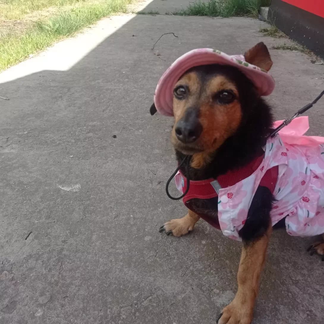 Pronya (Проня), female senior Mixed Breed for adoption at Happy Paw Dnipro