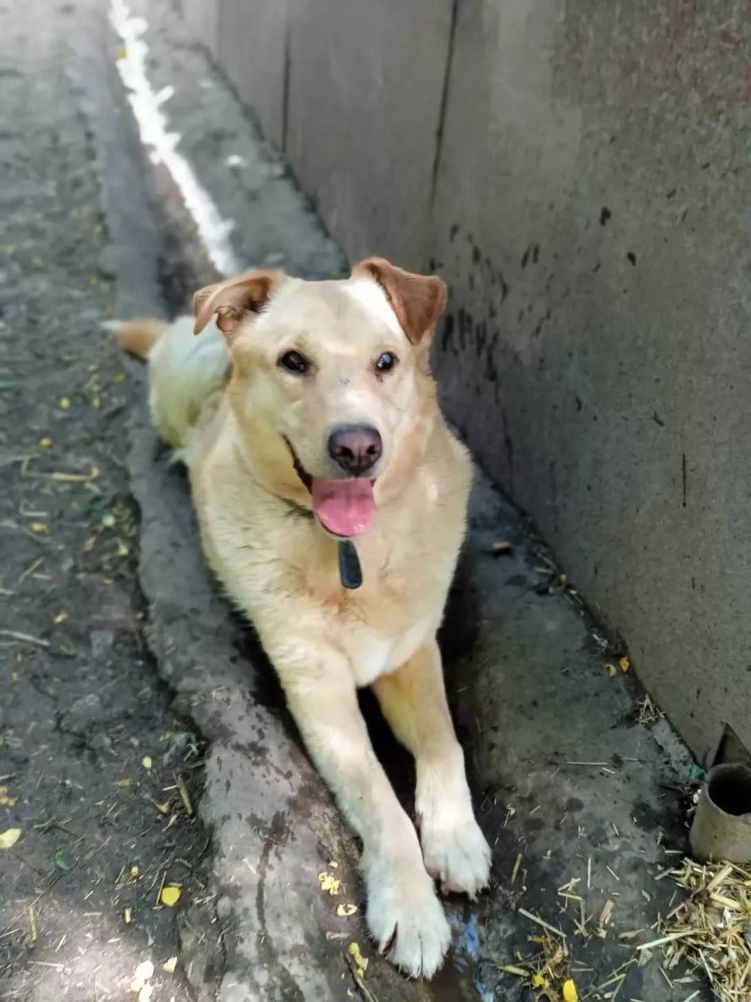 Basya (Бася), male 6yo Mixed Breed for adoption at Happy Paw Dnipro