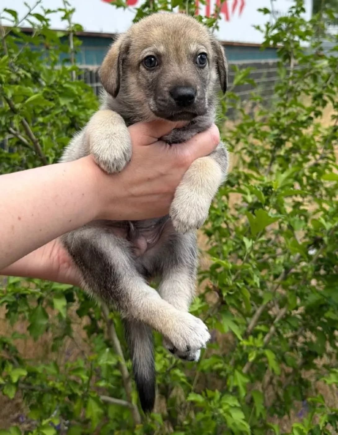 Tsutsenya (Цуценя), male puppy Mixed Breed for adoption at Happy Paw Dnipro