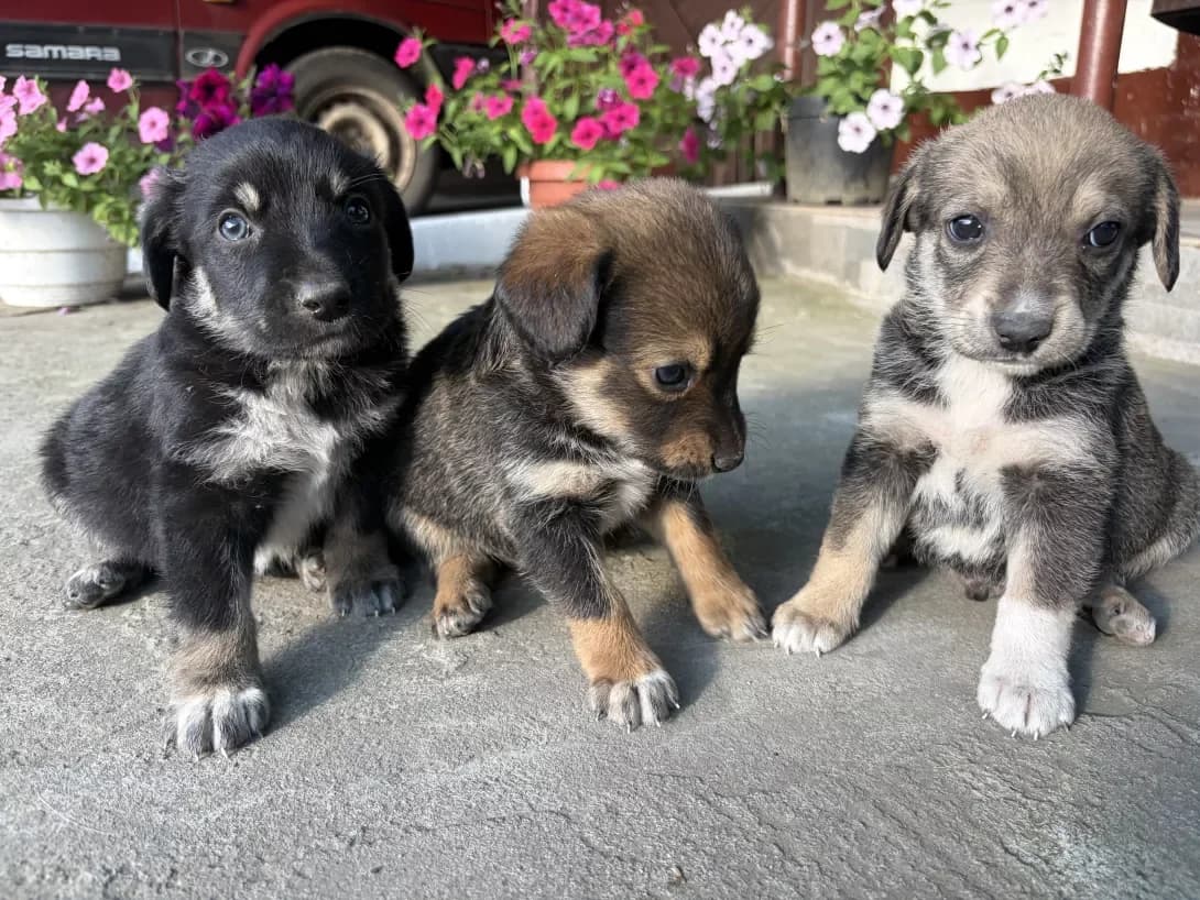 Nemaye (Немає), female puppy Mixed Breed for adoption at Happy Paw Dnipro