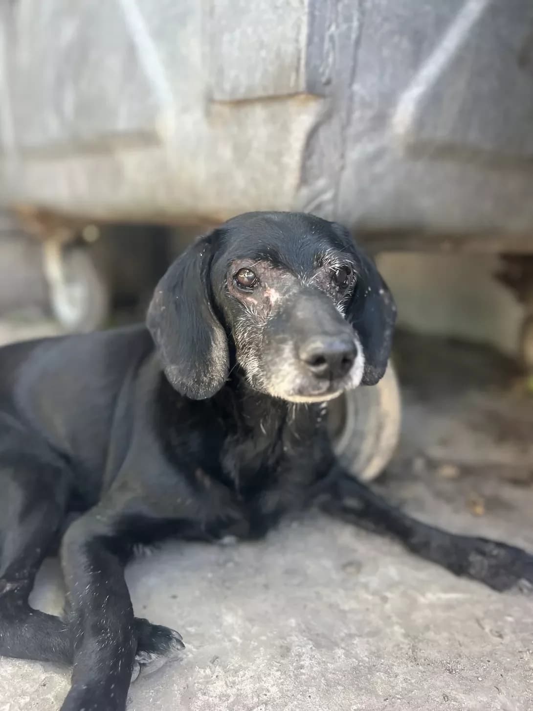 Kuzmich (Кузьмич), male senior Mixed Breed for adoption at Happy Paw Dnipro