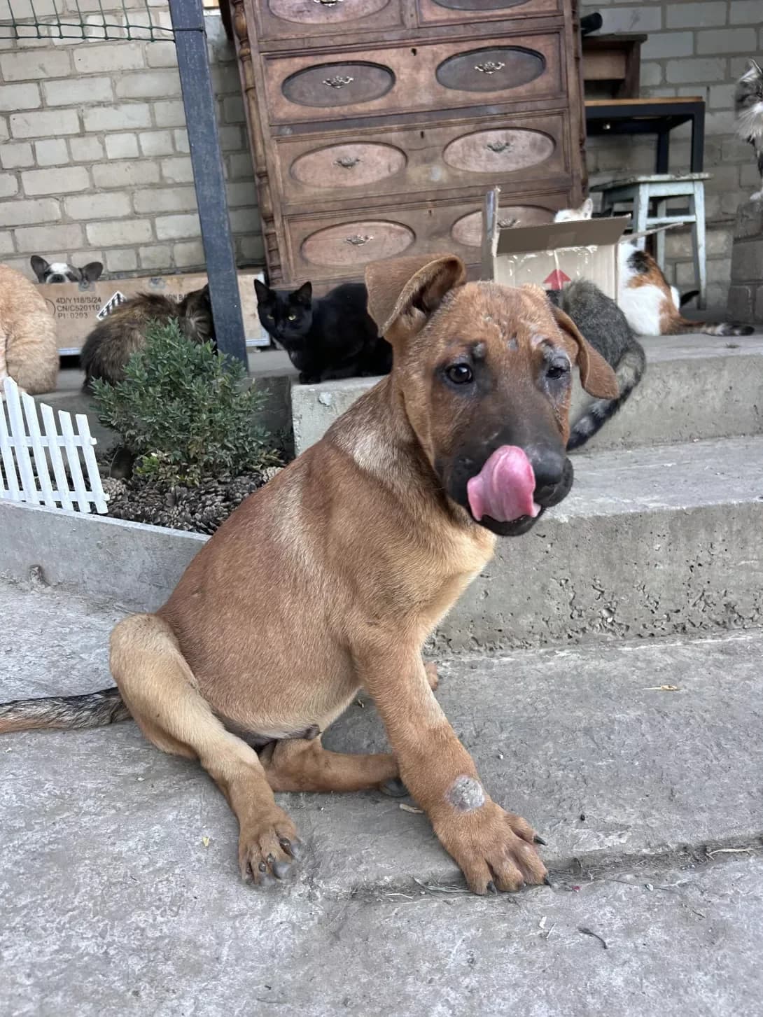 Skif (Скіф), Mixed Breed (Happy Paw Dnipro)