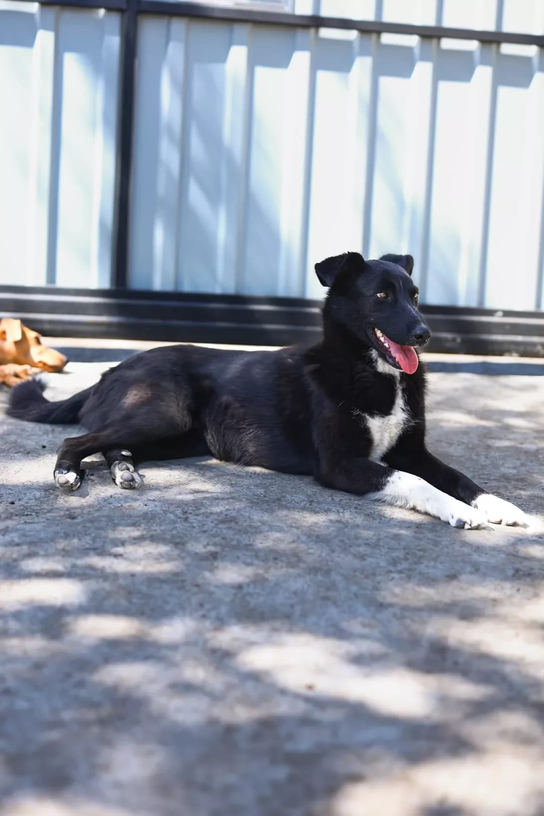 Chornushka (Чорнушка), Mixed Breed (Happy Paw Dnipro)