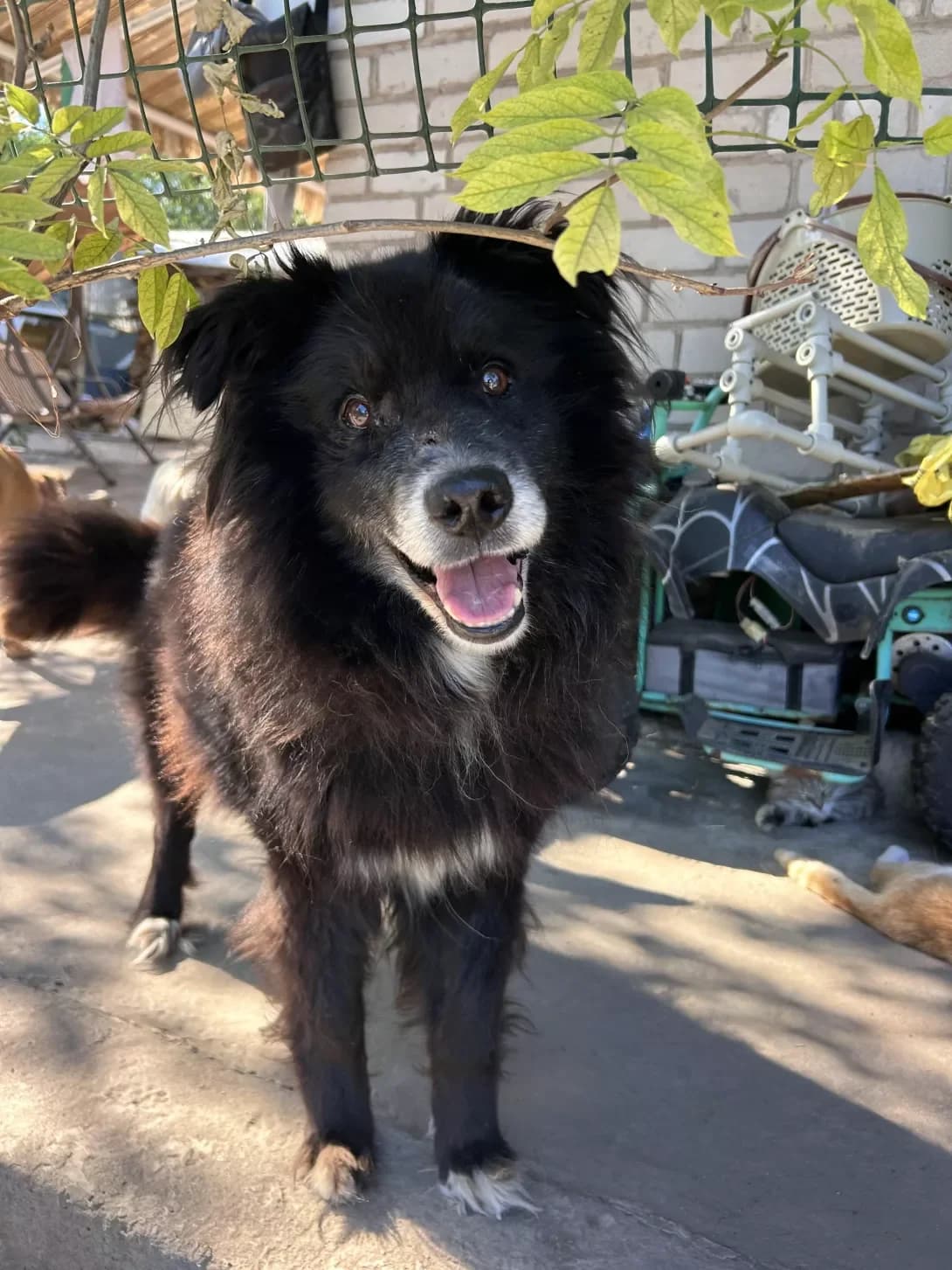 Shnops (Шнопс), male 5yo Mixed Breed for adoption at Happy Paw Dnipro