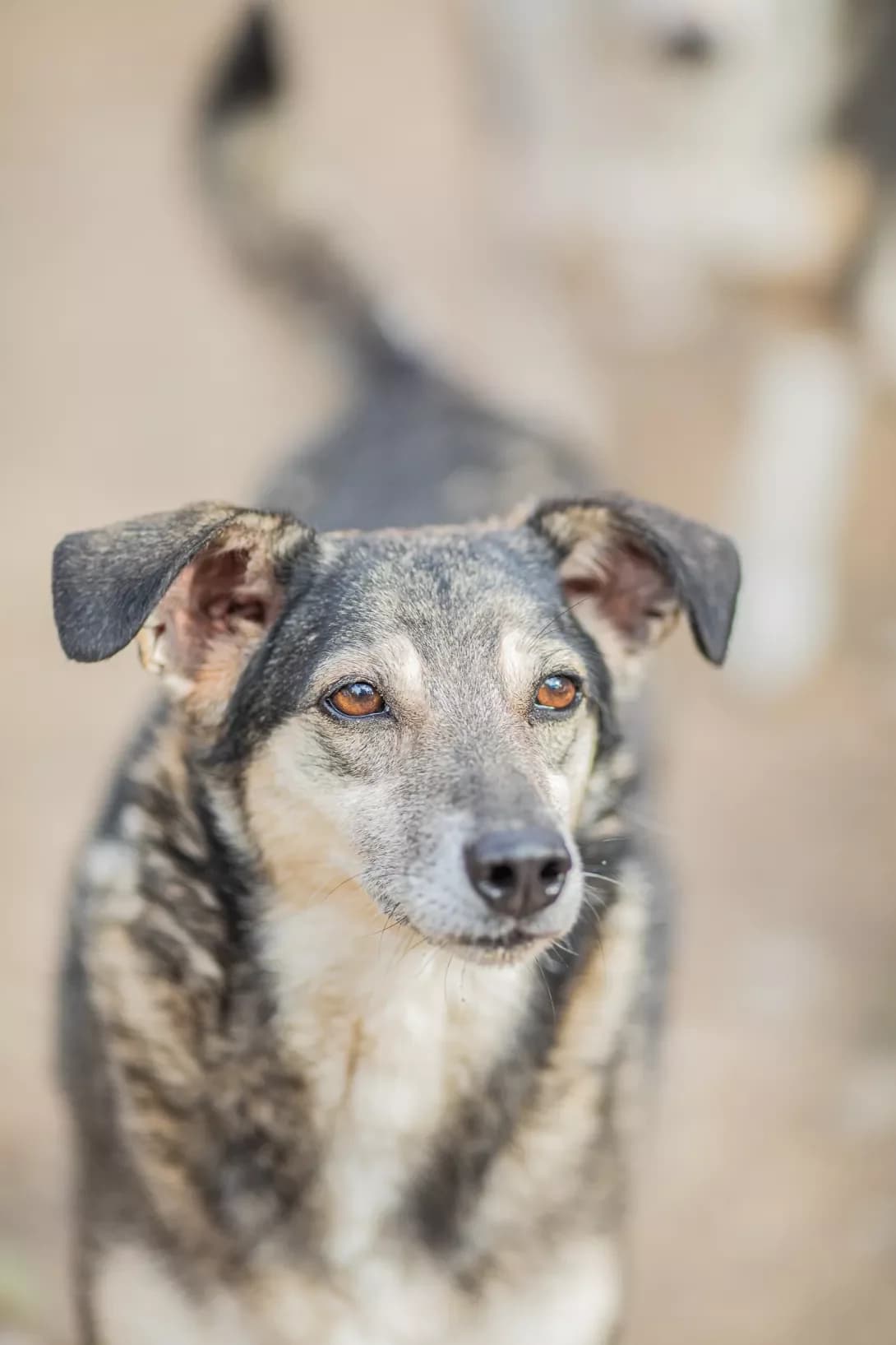 Kuzka (Кузька), female senior Mixed Breed for adoption at Happy Paw Dnipro