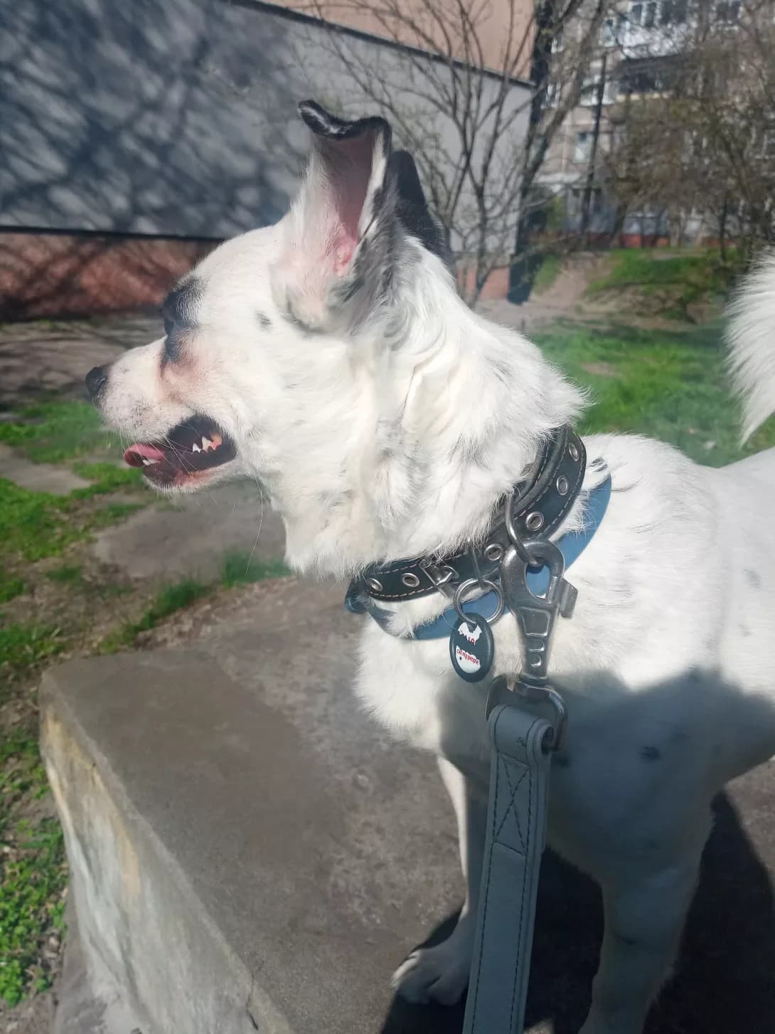 Ley (Лей), male 3yo Mixed Breed for adoption at Happy Paw Dnipro