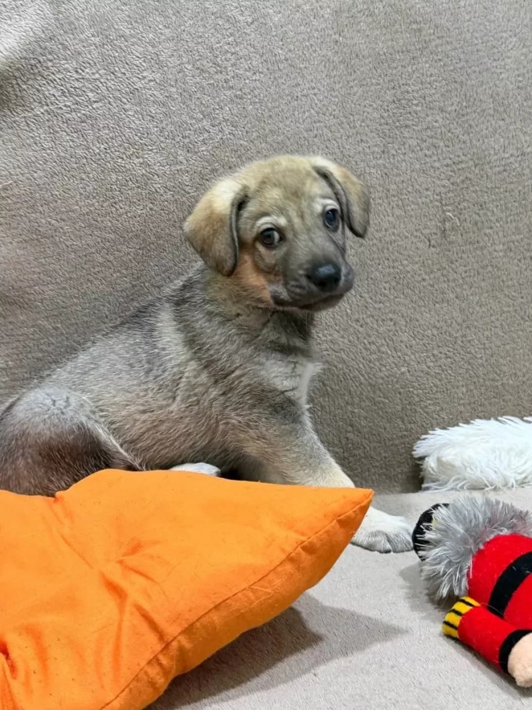 Malish (Малиш), male puppy Mixed Breed for adoption at Happy Paw Dnipro